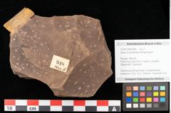 Foto (Objekt + Etikett) von Quercus palaeoilex Ettingshausen (NHMW-GEO-2024-0188-0948)